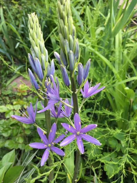 Camassia zambile indiana - Mai 2019