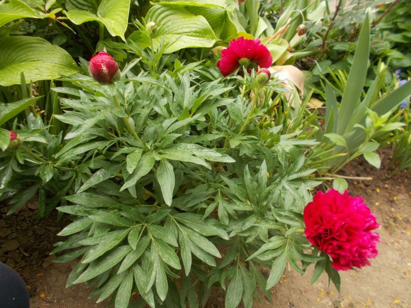  - 2019 Flori de gradina