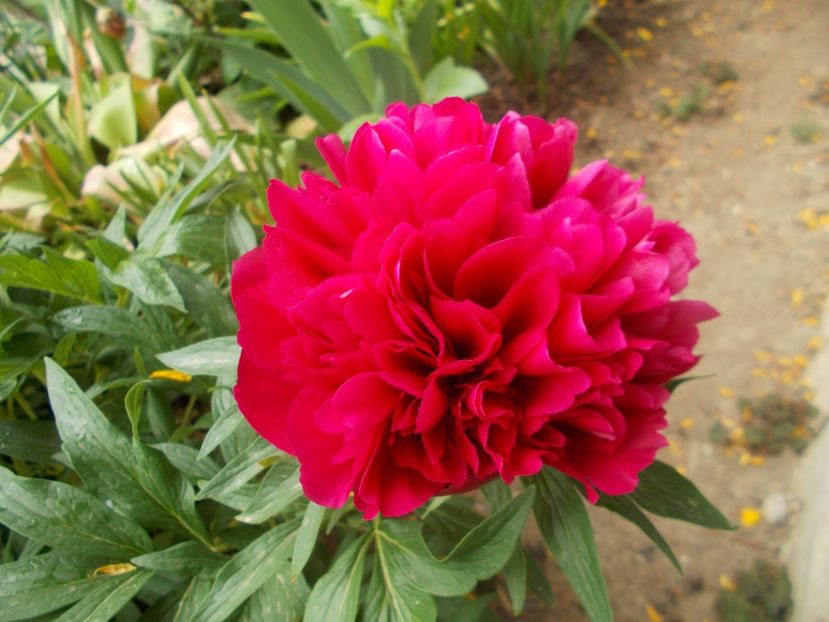  - 2019 Flori de gradina