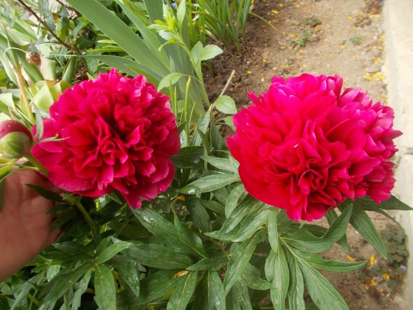  - 2019 Flori de gradina