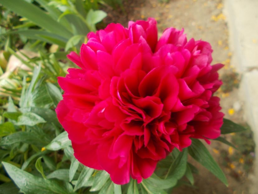  - 2019 Flori de gradina