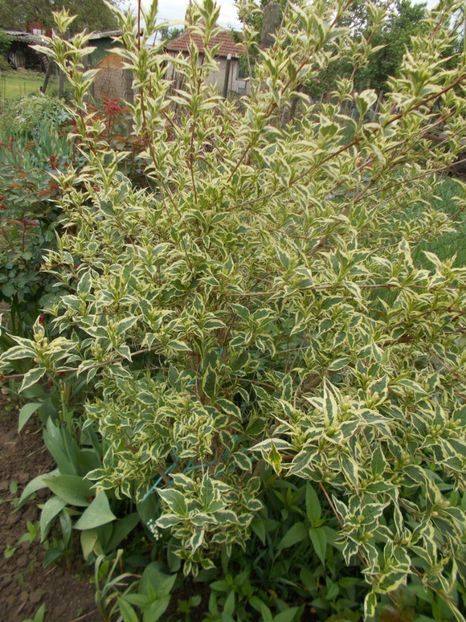  - 2019 Flori de gradina