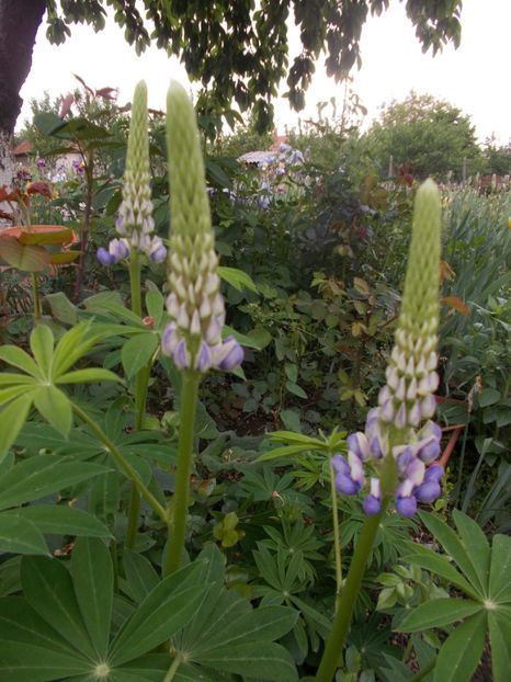  - 2019 Flori de gradina