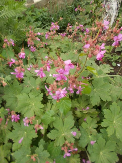  - 2019 Flori de gradina