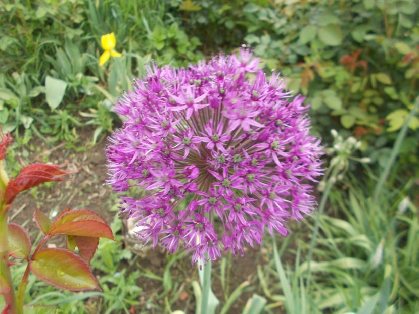  - 2019 Flori de gradina