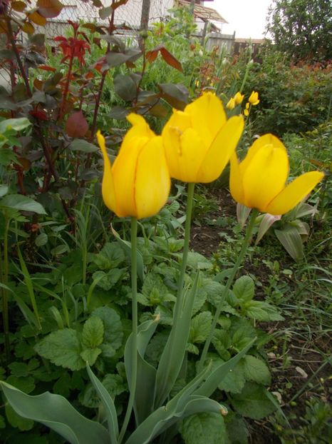  - 2019 Flori de gradina