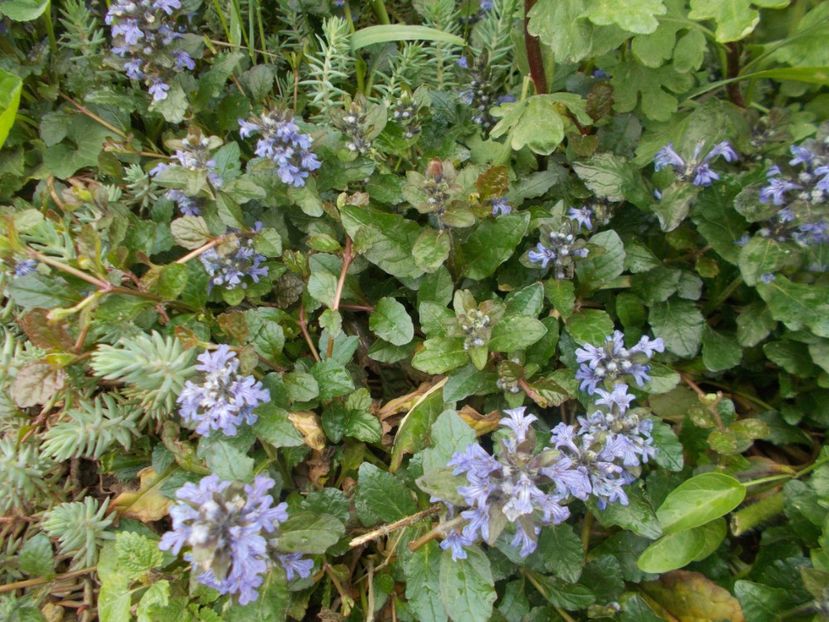  - 2019 Flori de gradina