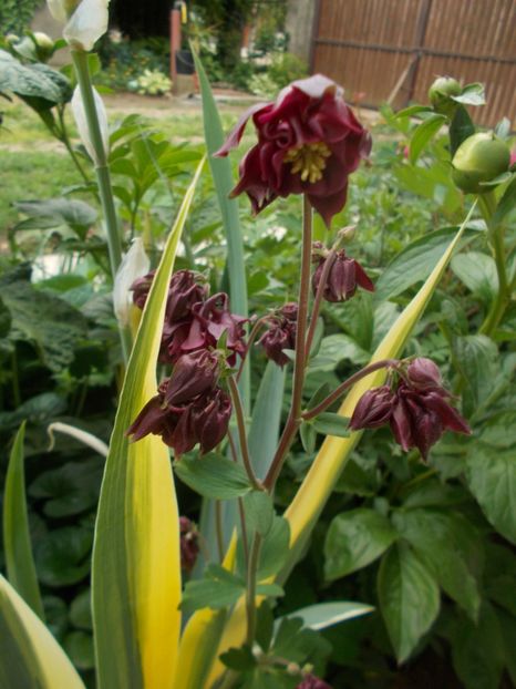  - 2019 Flori de gradina