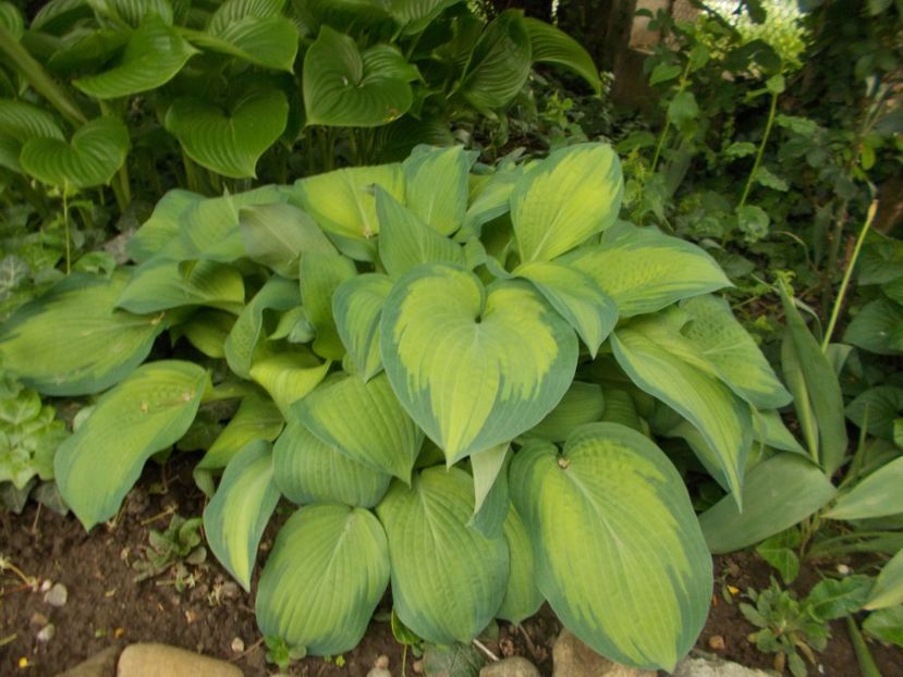  - 2019 Flori de gradina