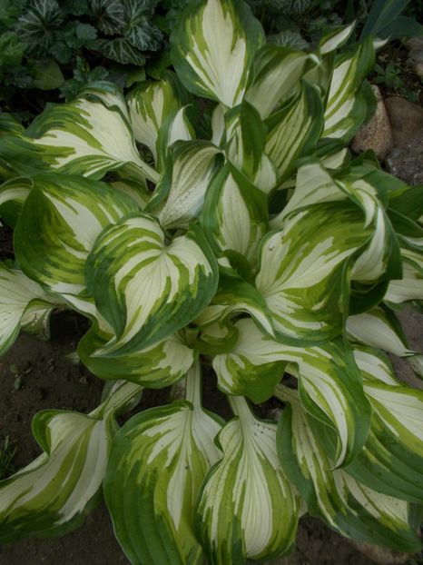  - 2019 Flori de gradina