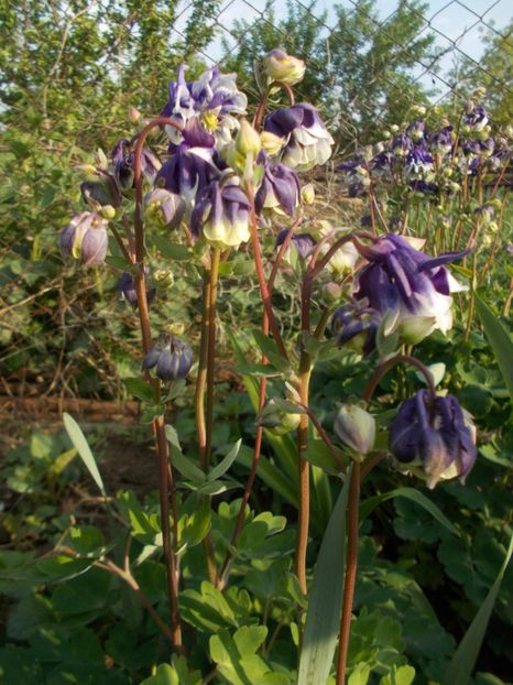  - 2019 Flori de gradina