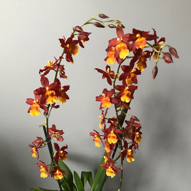 Wilsonara Firecat - Plante de interior 2019