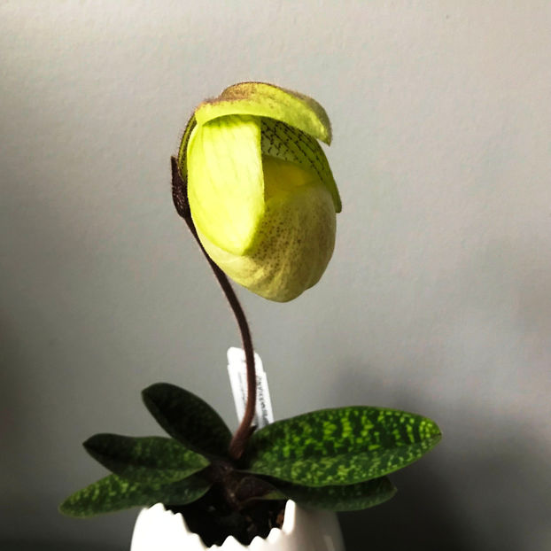  - Plante de interior 2019