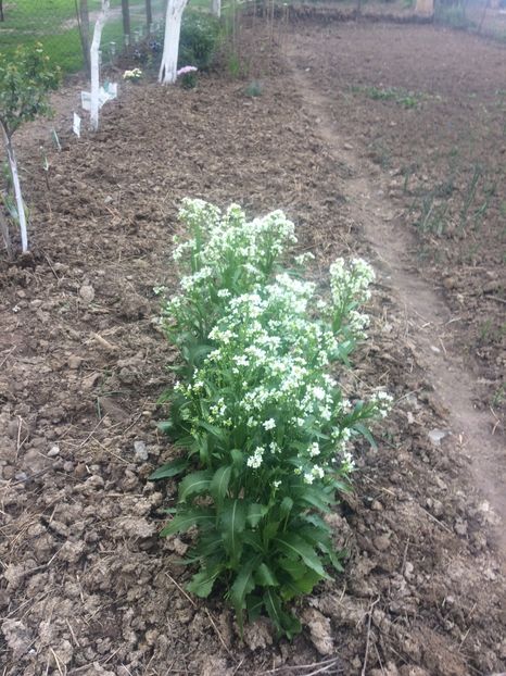 image - Primăvara 2019