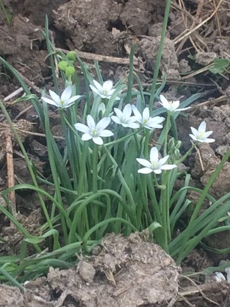 image - Primăvara 2019