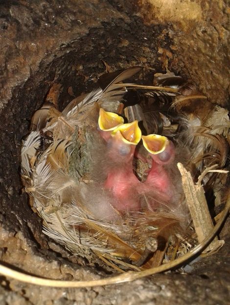  - AAAAAA_CUIB GRAURI 2018_2019_2020_2022_2023