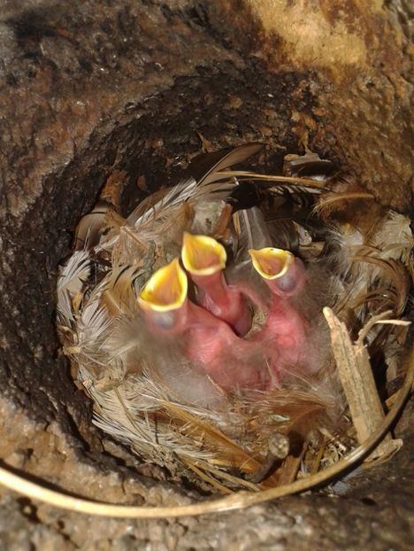  - AAAAAA_CUIB GRAURI 2018_2019_2020_2022_2023