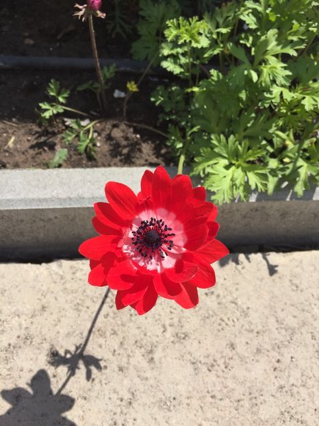 305408E4-BC5A-464D-BF45-EEA427807610 - GRADINA 2019