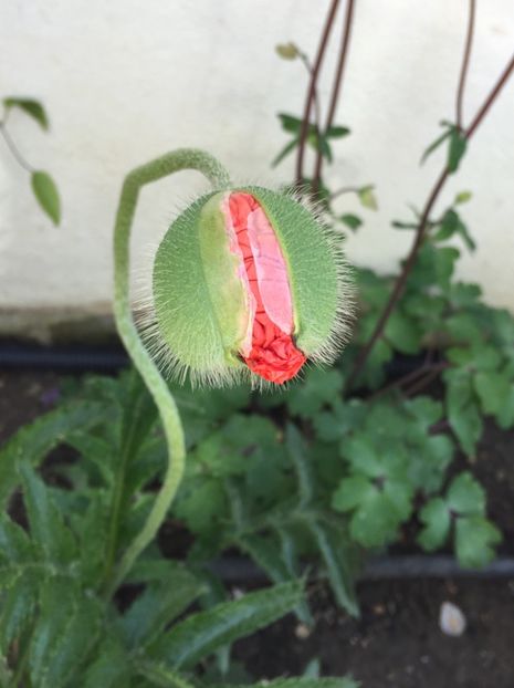 4F26131A-CD0A-4E5B-B0A8-2407BA162182 - GRADINA 2019