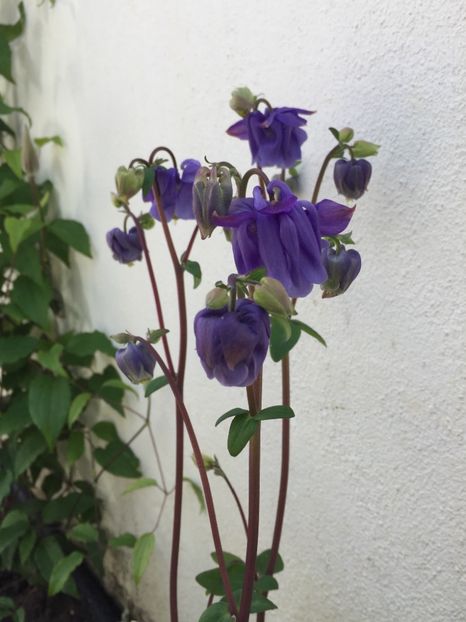 C0D40E5E-EE67-48D8-9C30-4E372BB15BDE - GRADINA 2019