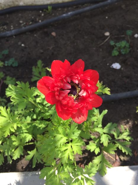 96E65710-BD0C-4357-BB6F-5FE23A3C7363 - GRADINA 2019