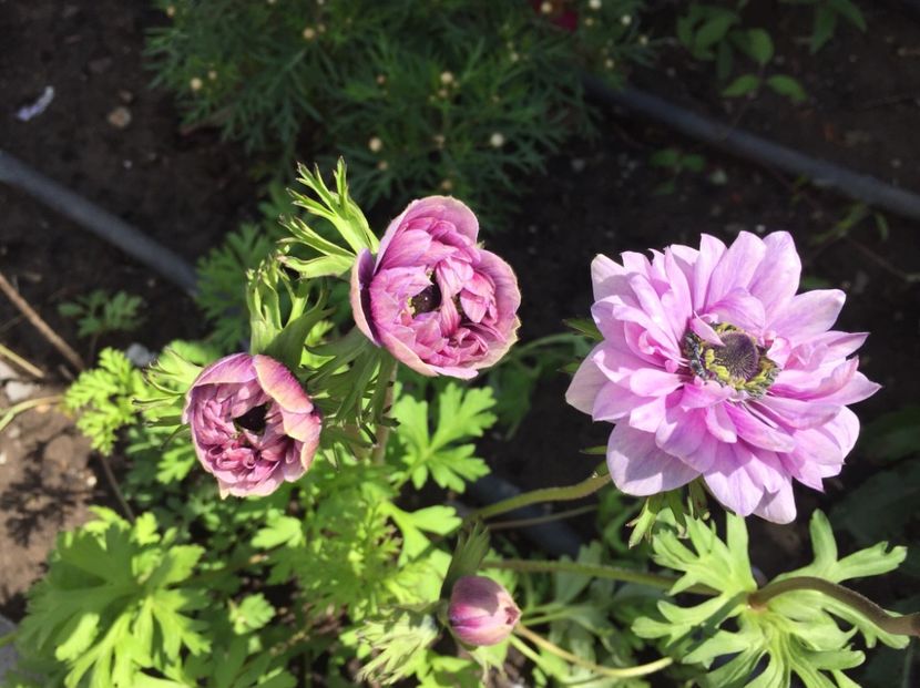 FEA08A18-CAB9-4317-975B-BD0F8C41523A - GRADINA 2019