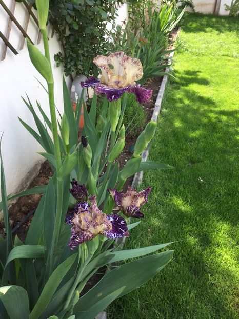 20BAE10A-14CE-4D96-8967-C6F139971800 - GRADINA 2019