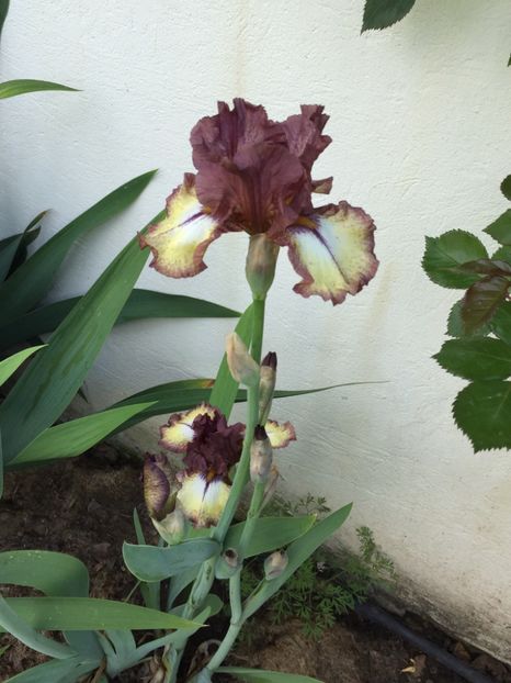 671CE6CD-9FA2-487F-8DA0-900F6DF5284F - GRADINA 2019