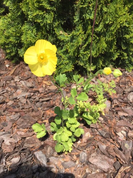 027A09F6-066F-421C-80E9-C295AE5D8872 - GRADINA 2019