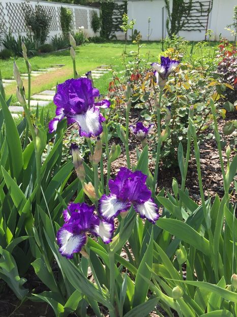 EF28A76E-3222-43C8-9034-37EF8231DF0B - GRADINA 2019