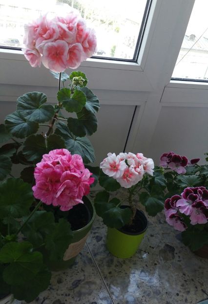 20190502_181214-1 - 2019