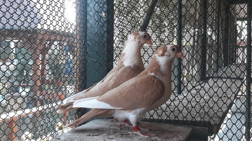  - Pui 2019