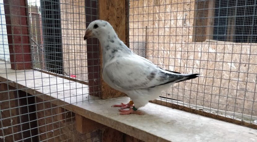 1 - Pui voiajor standard 2019