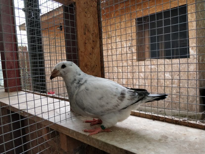 3 - Pui voiajor standard 2019