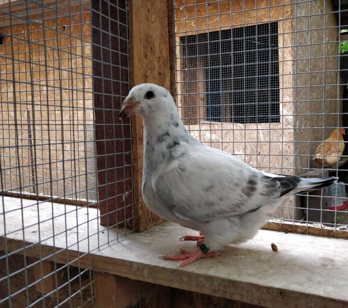 7 - Pui voiajor standard 2019