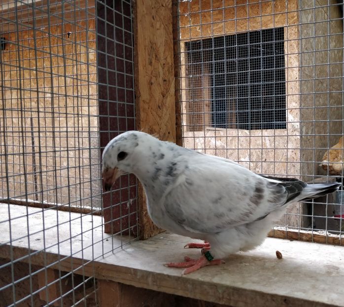 8 - Pui voiajor standard 2019