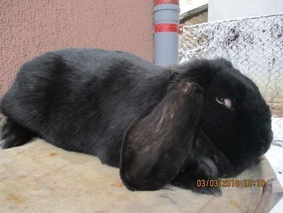 RO3 - 4743 - X ARHIVA IEPURI CE AM AVUT