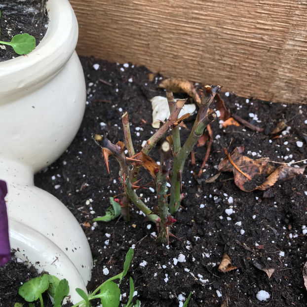  - Jurnalul gradinii 2019