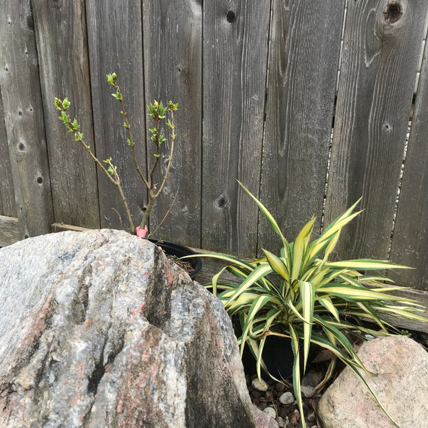  - Jurnalul gradinii 2019