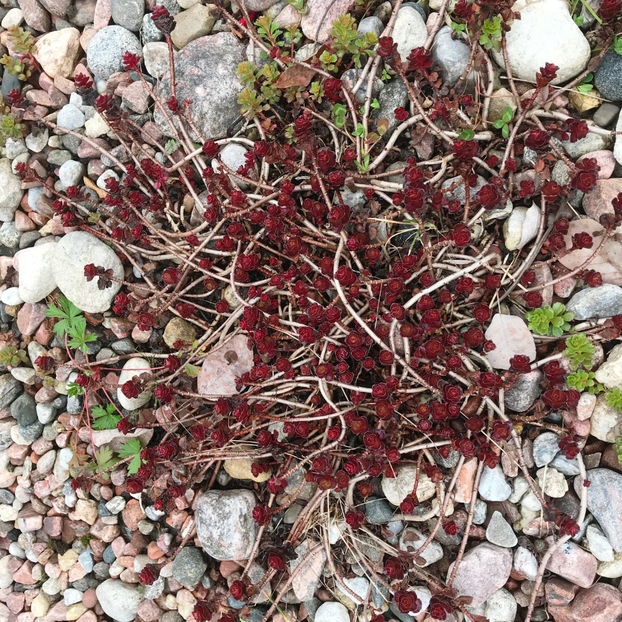  - Jurnalul gradinii 2019