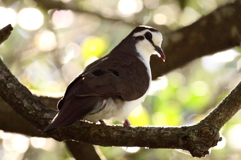 Tambourine dove - TURTURELE TAMBURIN