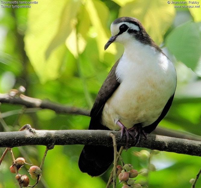 668b203e1afed5ae9f09fde7d1df0e66 - TURTURELE TAMBURIN