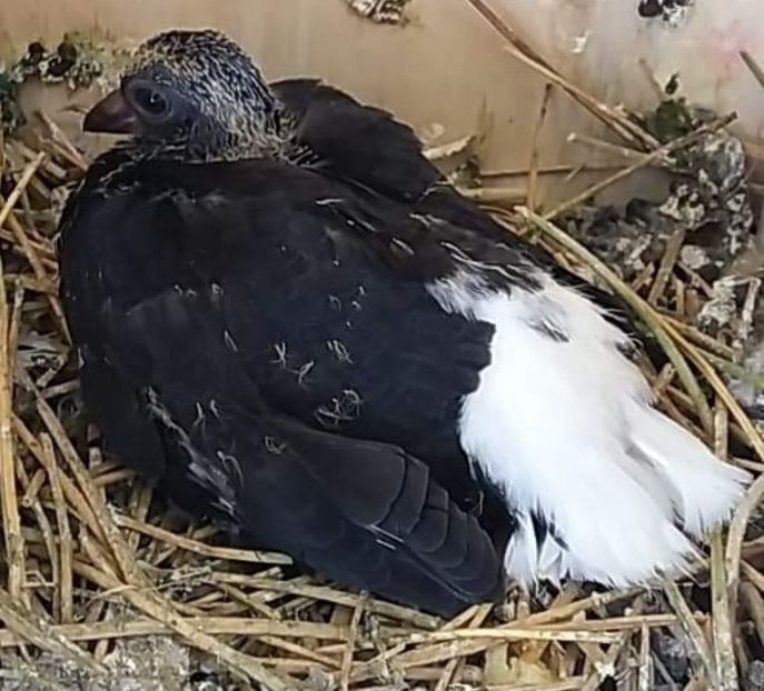  - 6-Negru Codalb Romanesc