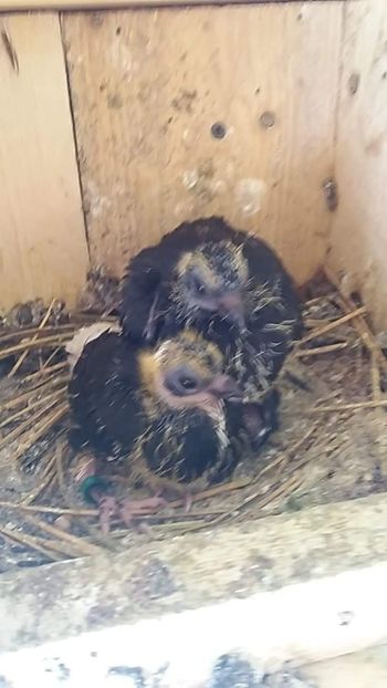 received_2876268845779160 - 6-Negru Codalb Romanesc