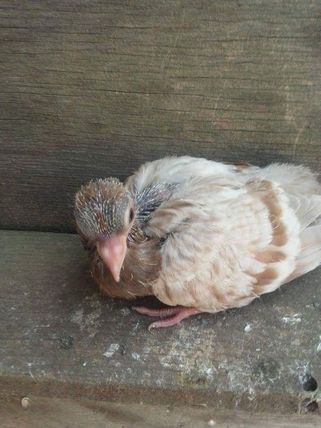 received_899335440192397 - 9-Dungat Romanesc