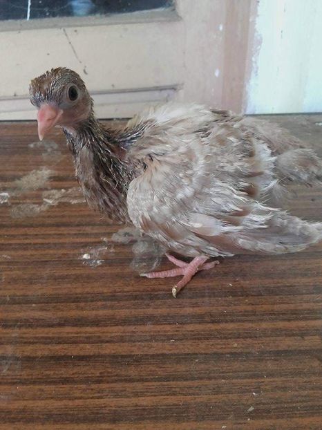 received_899335486859059 - 9-Dungat Romanesc