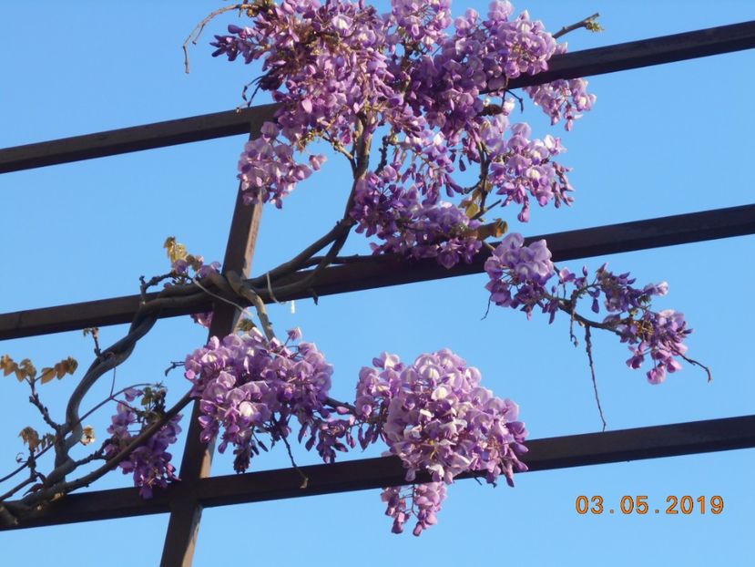 glicina - 2Primavara2019