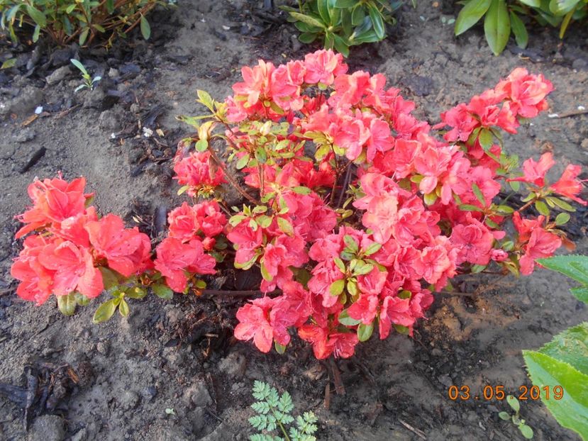  - 2Azalee-rhododendroni-hortensii-hoste 2019