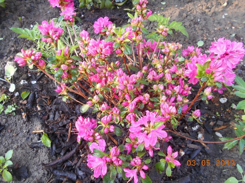 - 2Azalee-rhododendroni-hortensii-hoste 2019