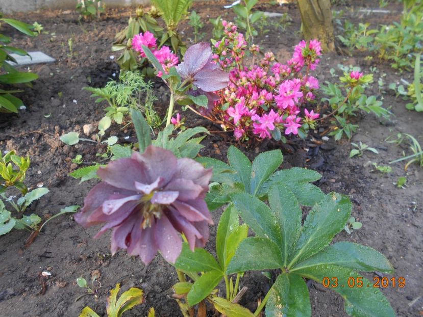  - 2Azalee-rhododendroni-hortensii-hoste 2019